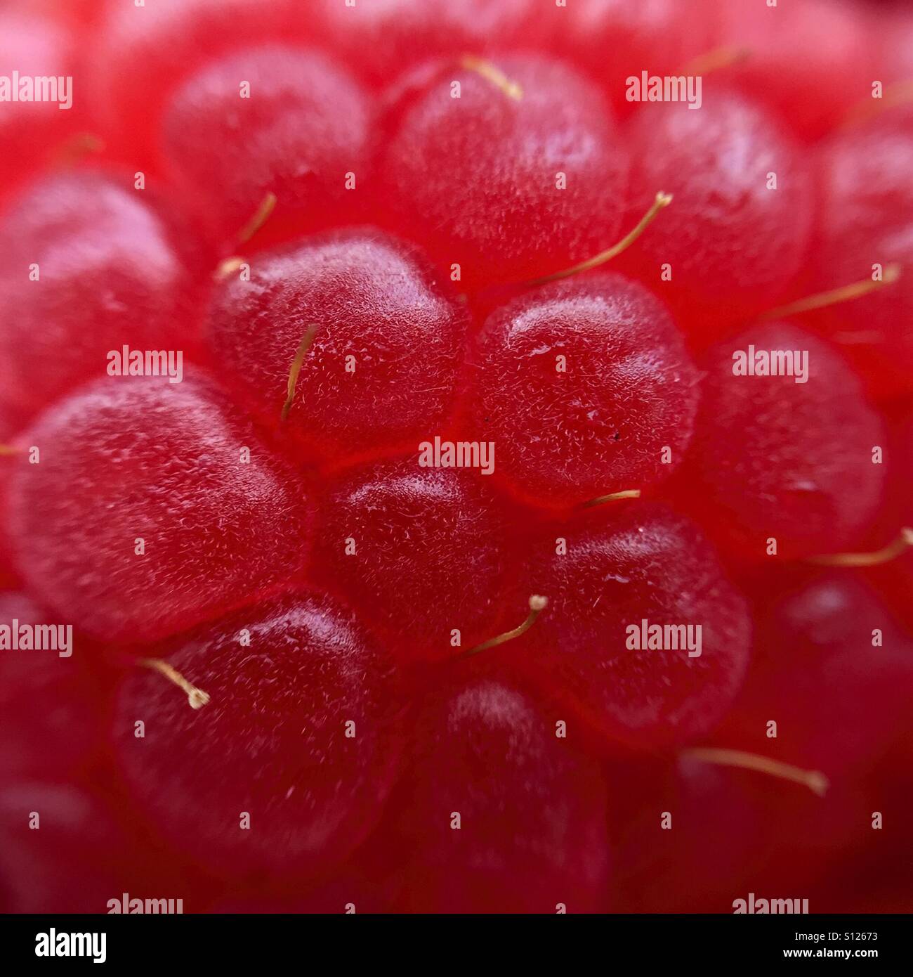 Red raspberry macro - Smartphone Captured Stock Image
