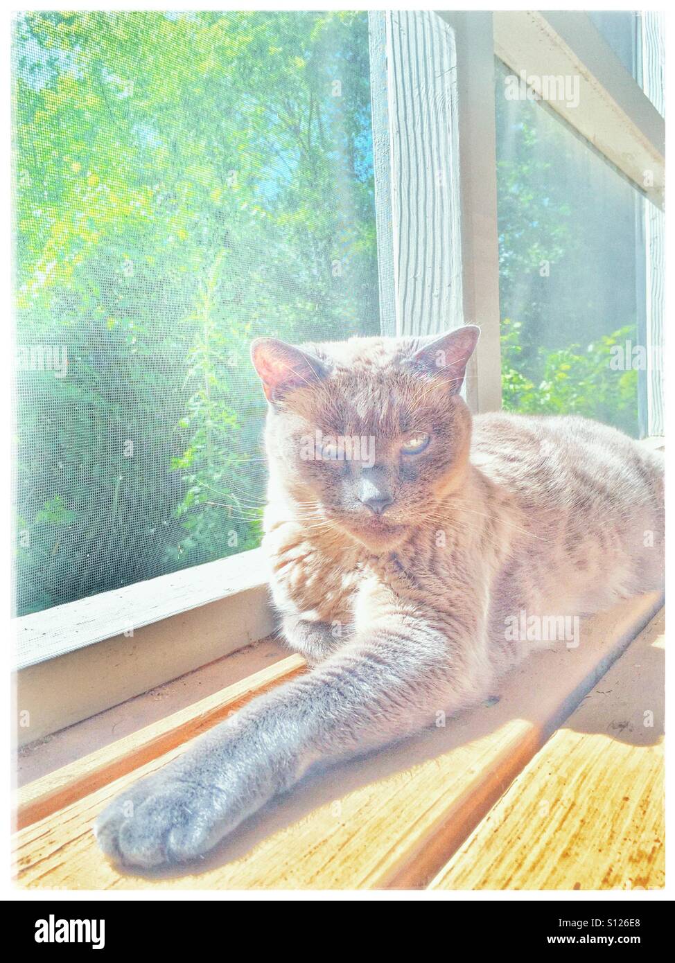 Siamese cat sun bathing on a screened in porch Stock Photo