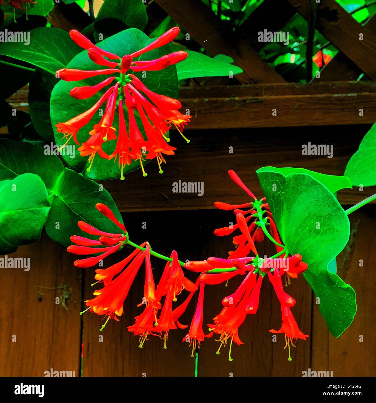 Vine flowers on a wooden fence - Smartphone Captured Stock Image