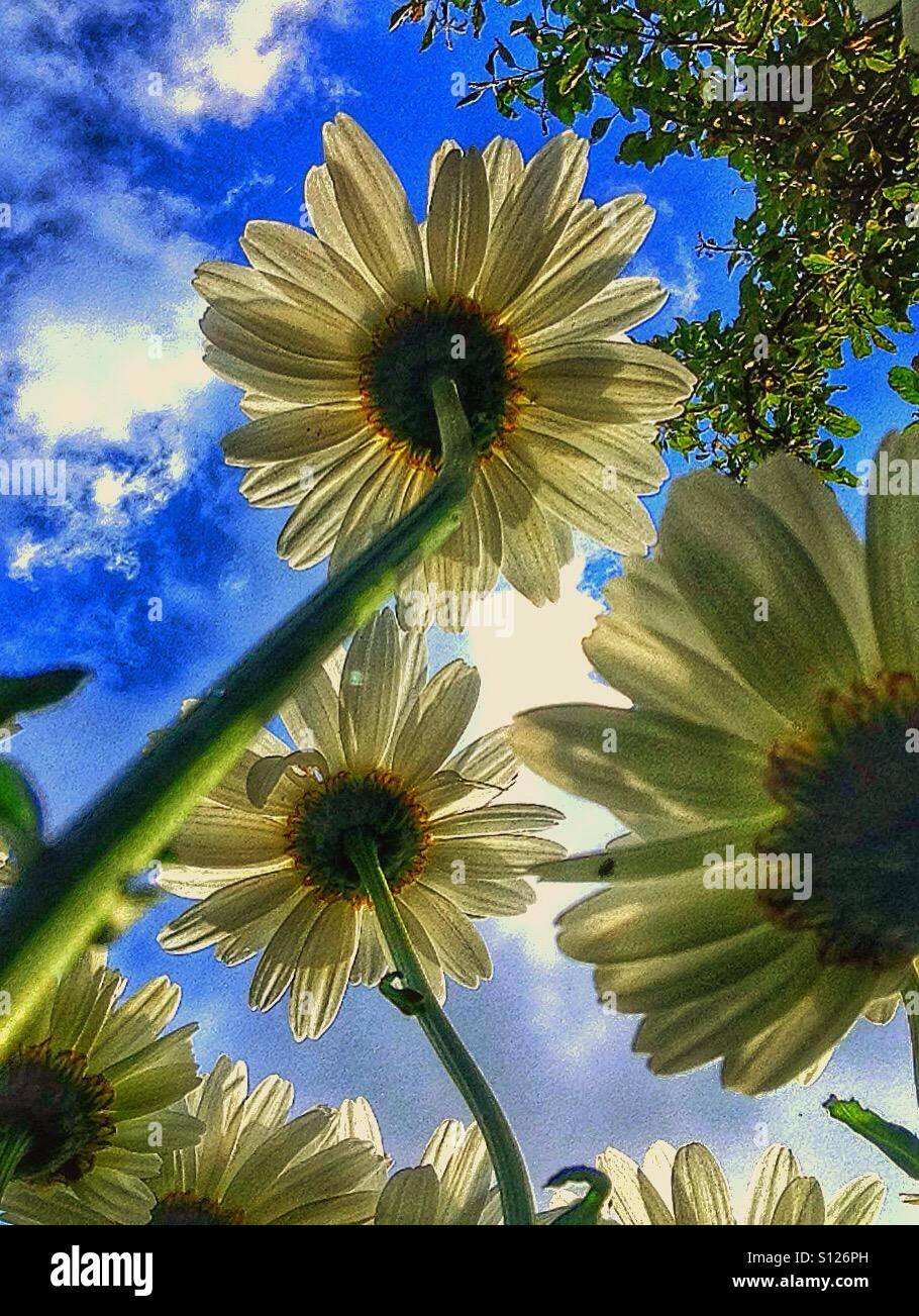 Daisy flowers from below Stock Photo Alamy