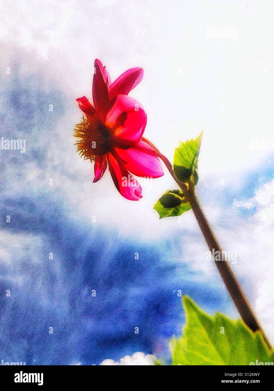 Pink dahlia. - Smartphone Captured Stock Image