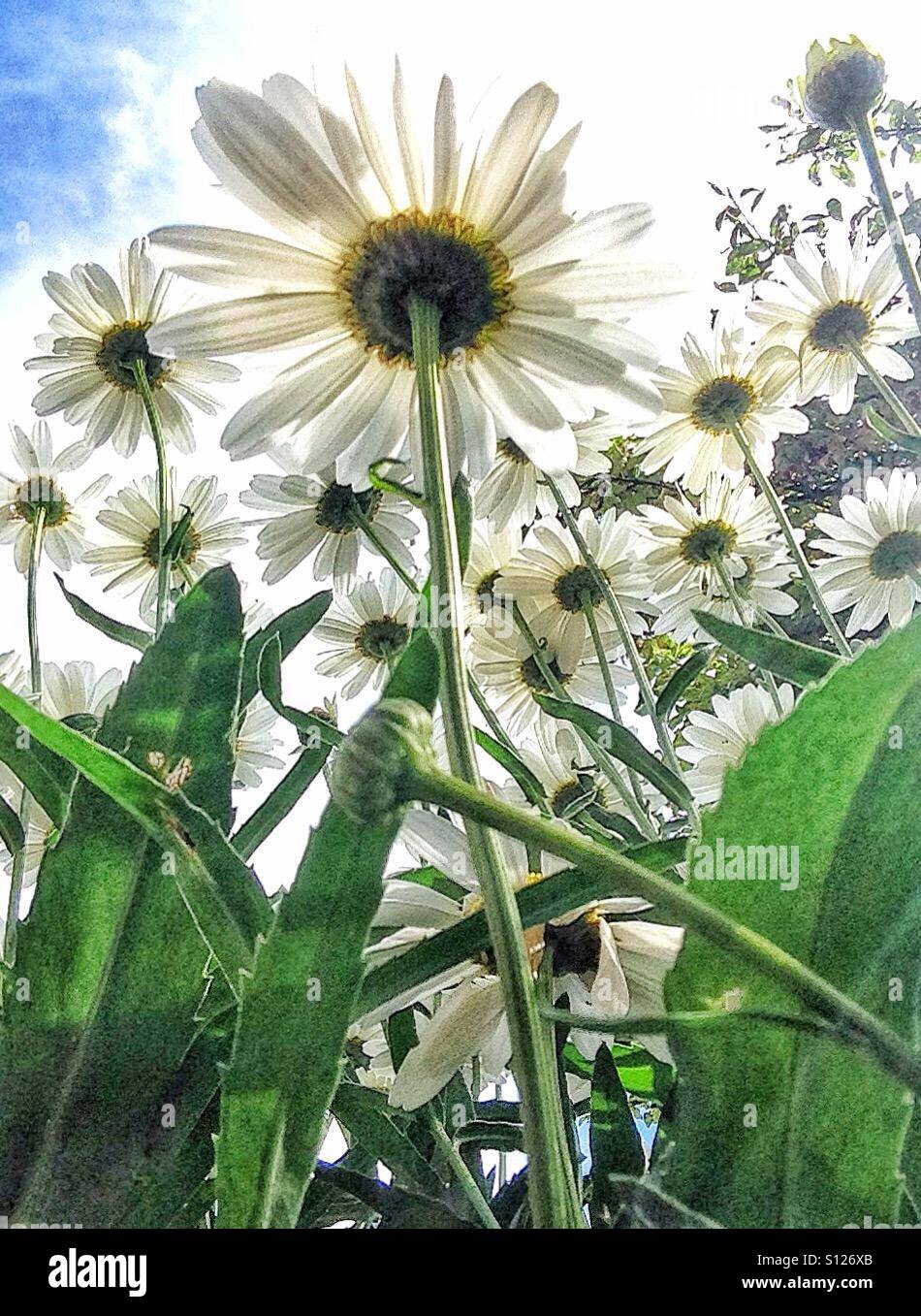 Daisies from below - Smartphone Captured Stock Image