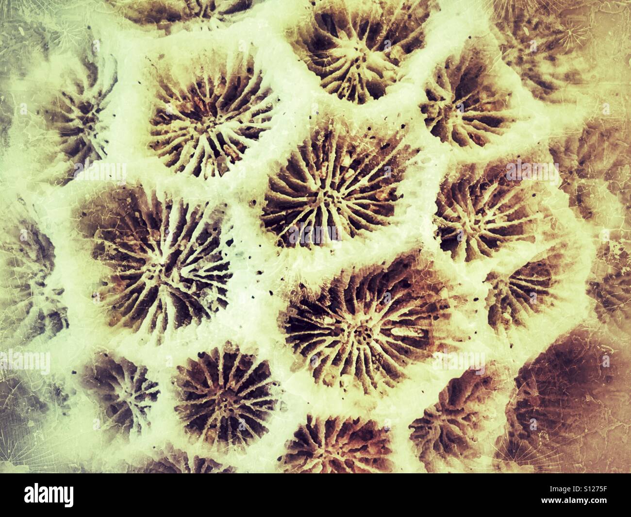 Coral fossil detail - Smartphone Captured Stock Image