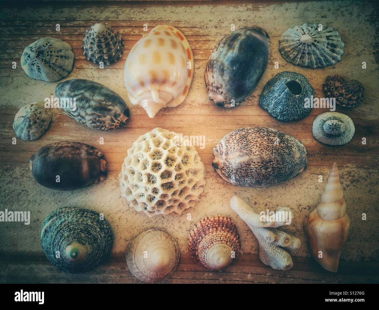 Shells and coral - Smartphone Captured Stock Image