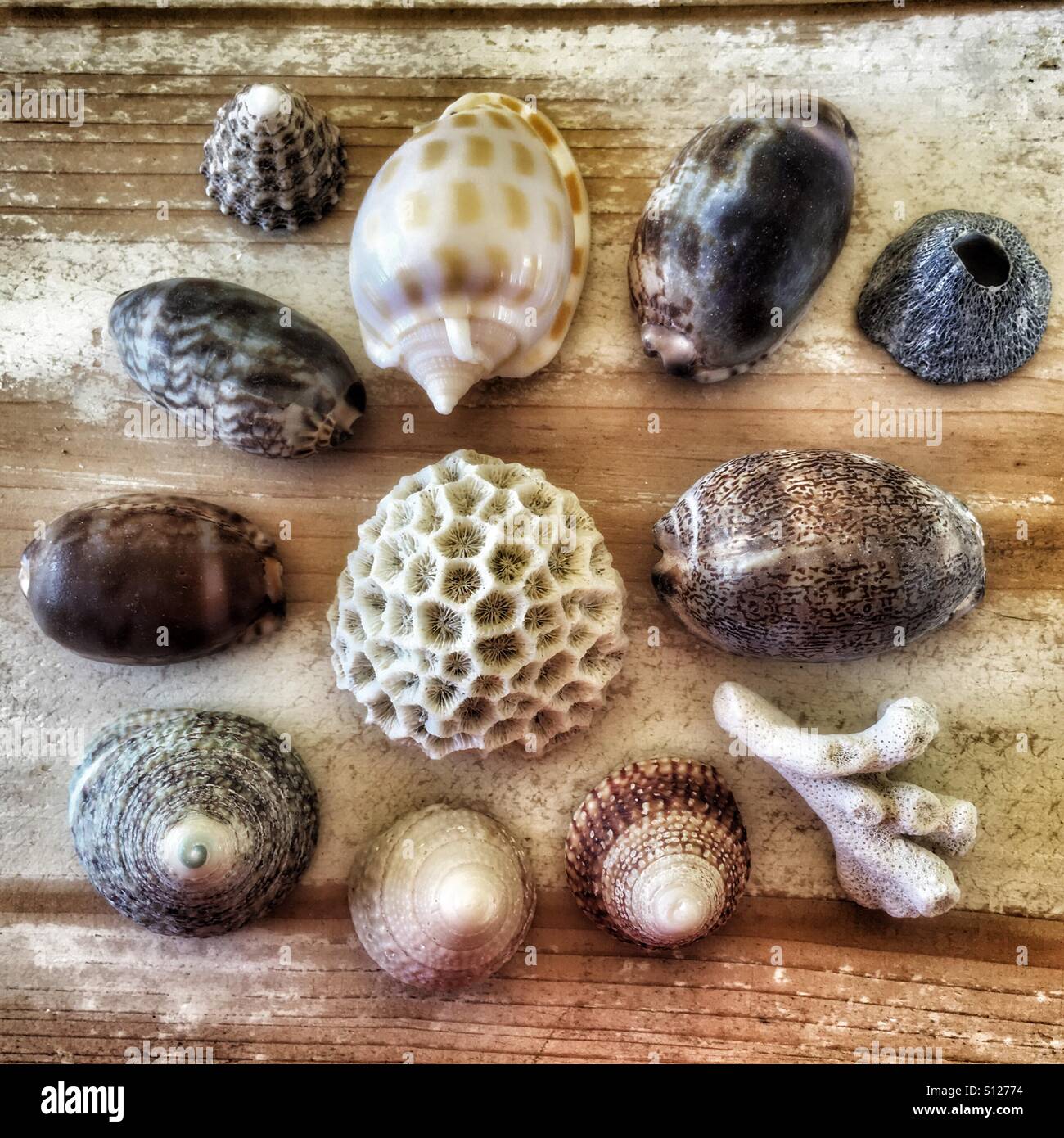 Flat Lay Photography; Sea shells and corals - Smartphone Captured Stock Image