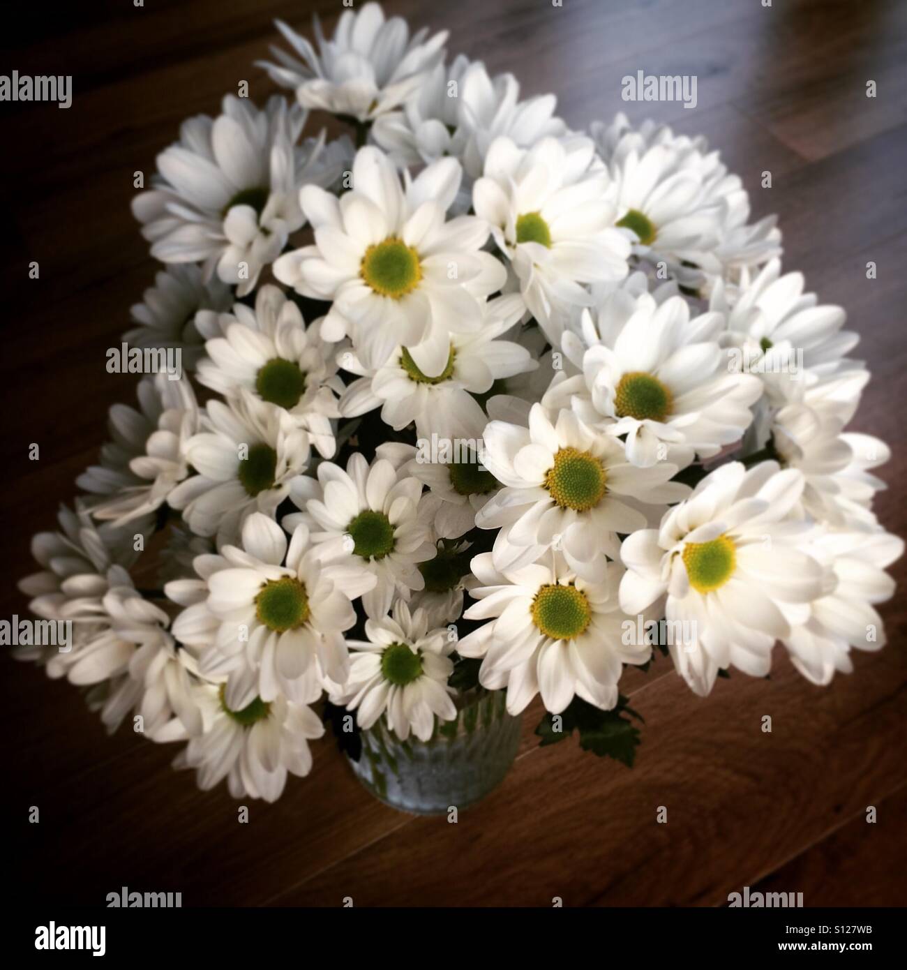 Large white daisy's in a vase Stock Photo