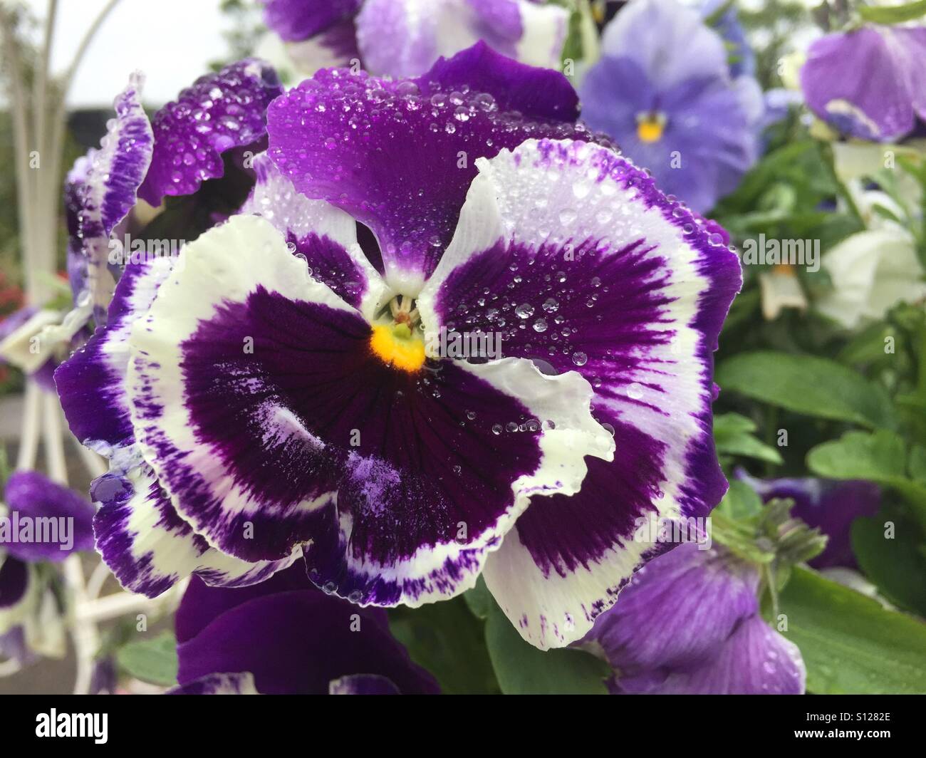 Violet pansy - Smartphone Captured Stock Image
