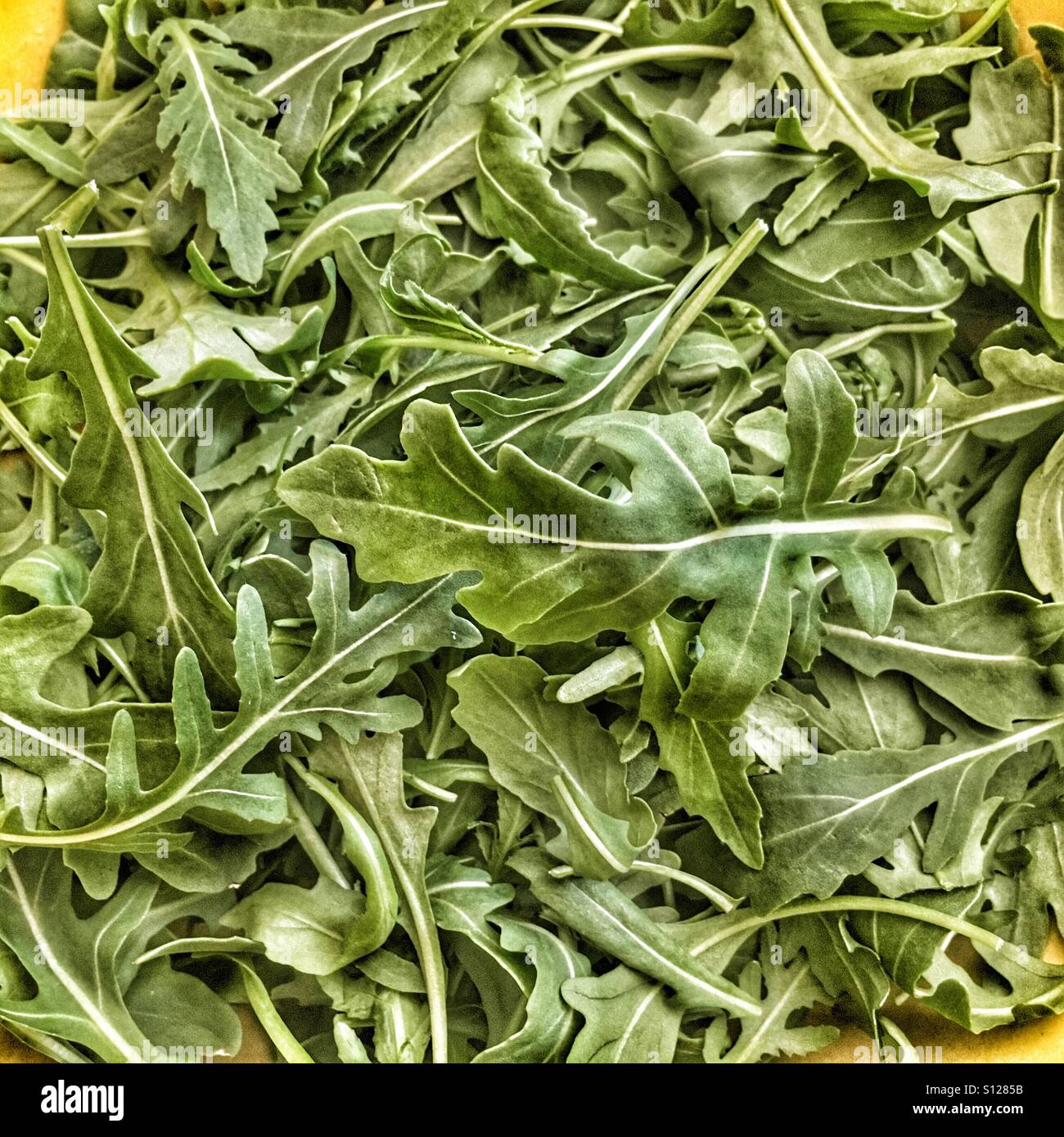 Salad rocket - Smartphone Captured Stock Image