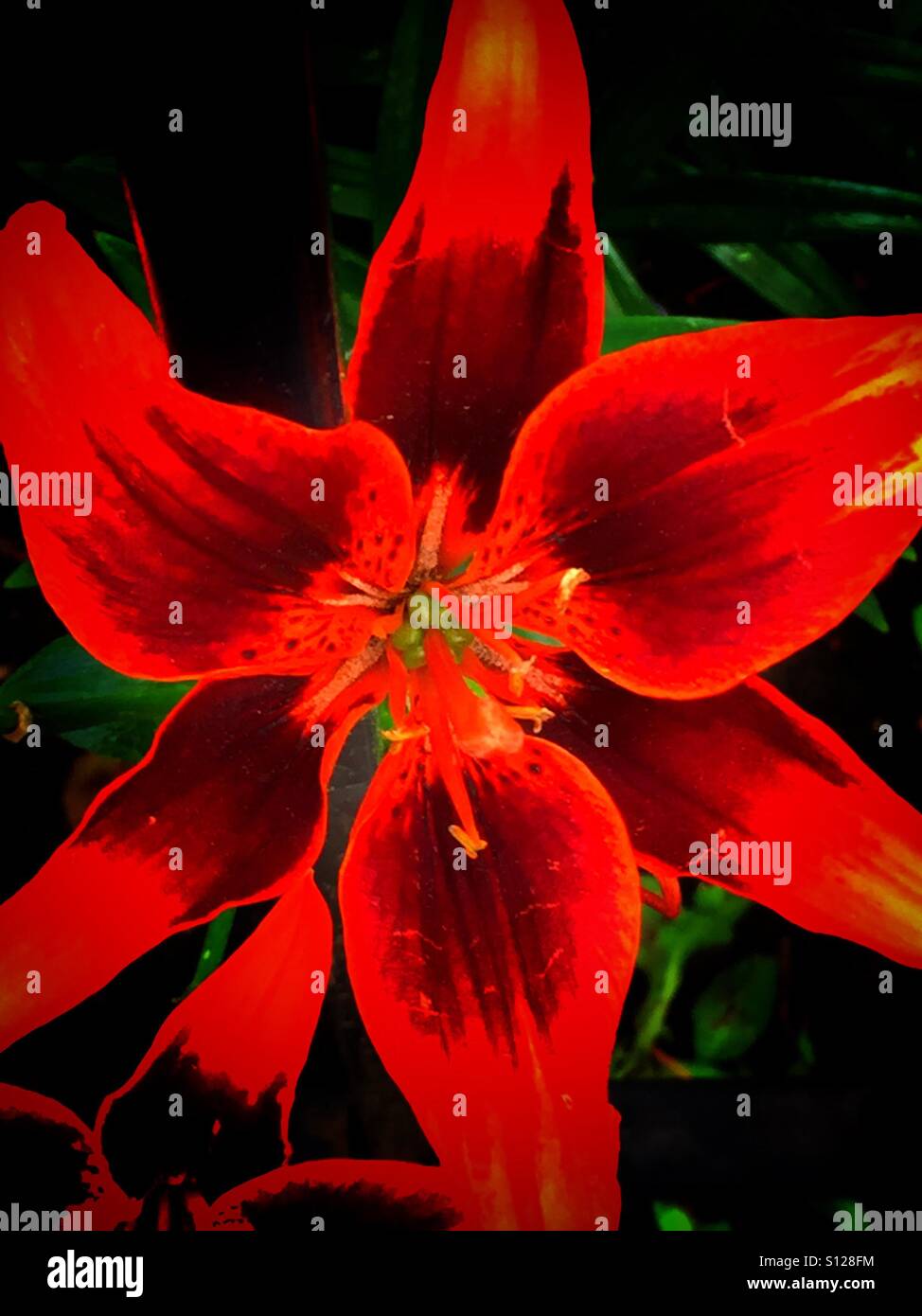 Lily on a garden rail - Smartphone Captured Stock Image