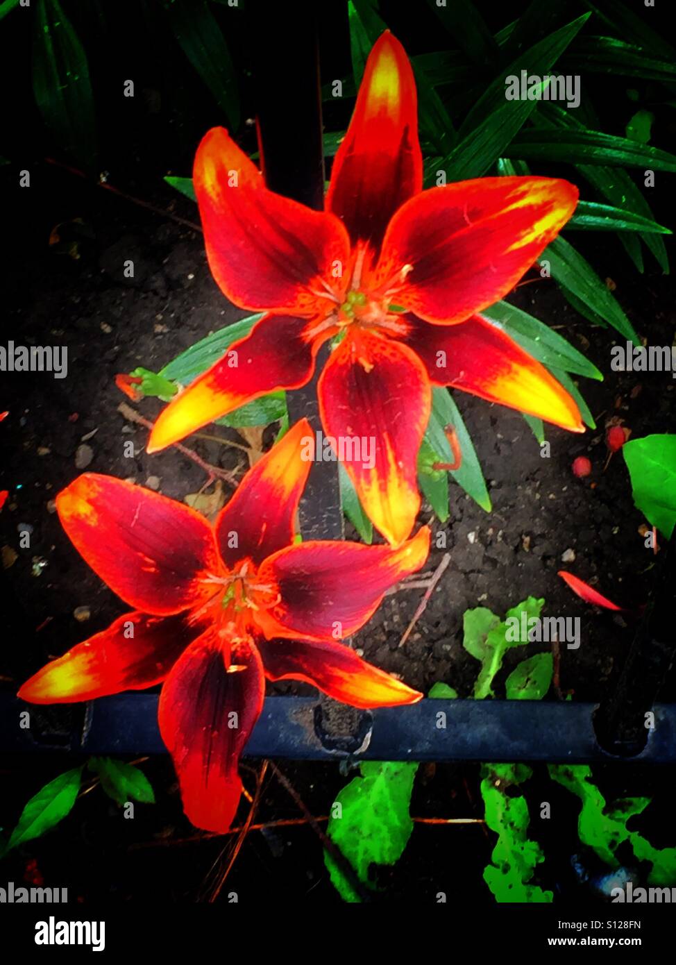 Lilies on a garden rail - Smartphone Captured Stock Image