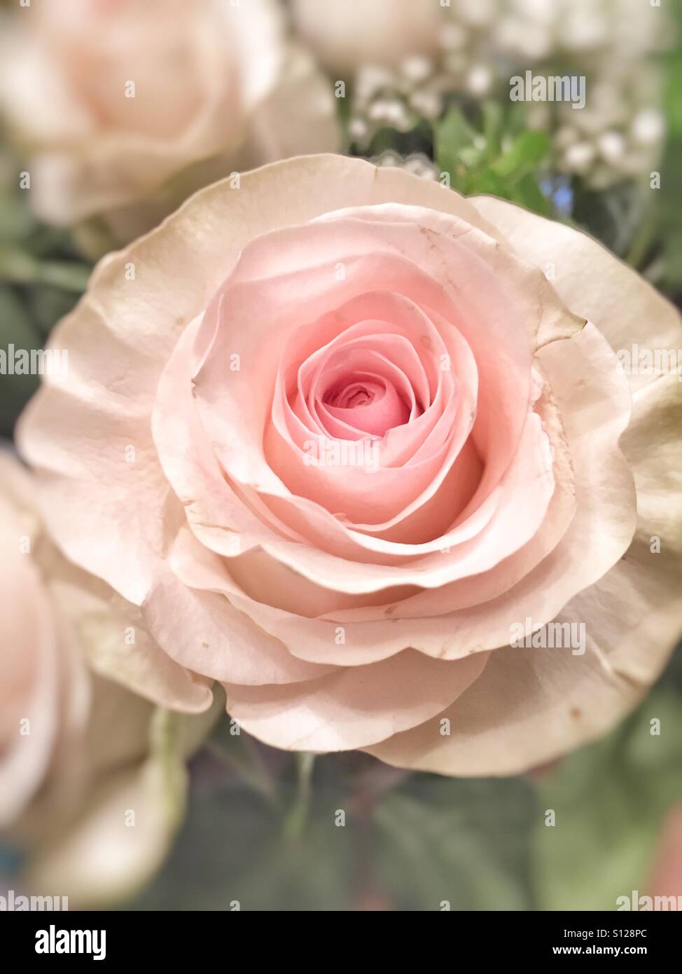 Beautiful blush pink rose from anniversary bouquet - Smartphone Captured Stock Image