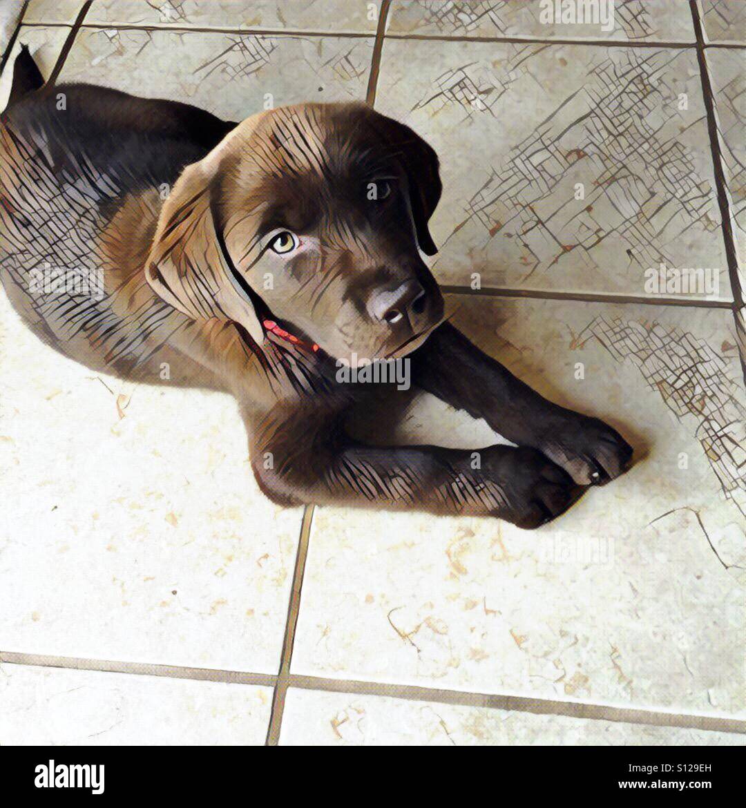 English Labrador Puppy Stock Photo