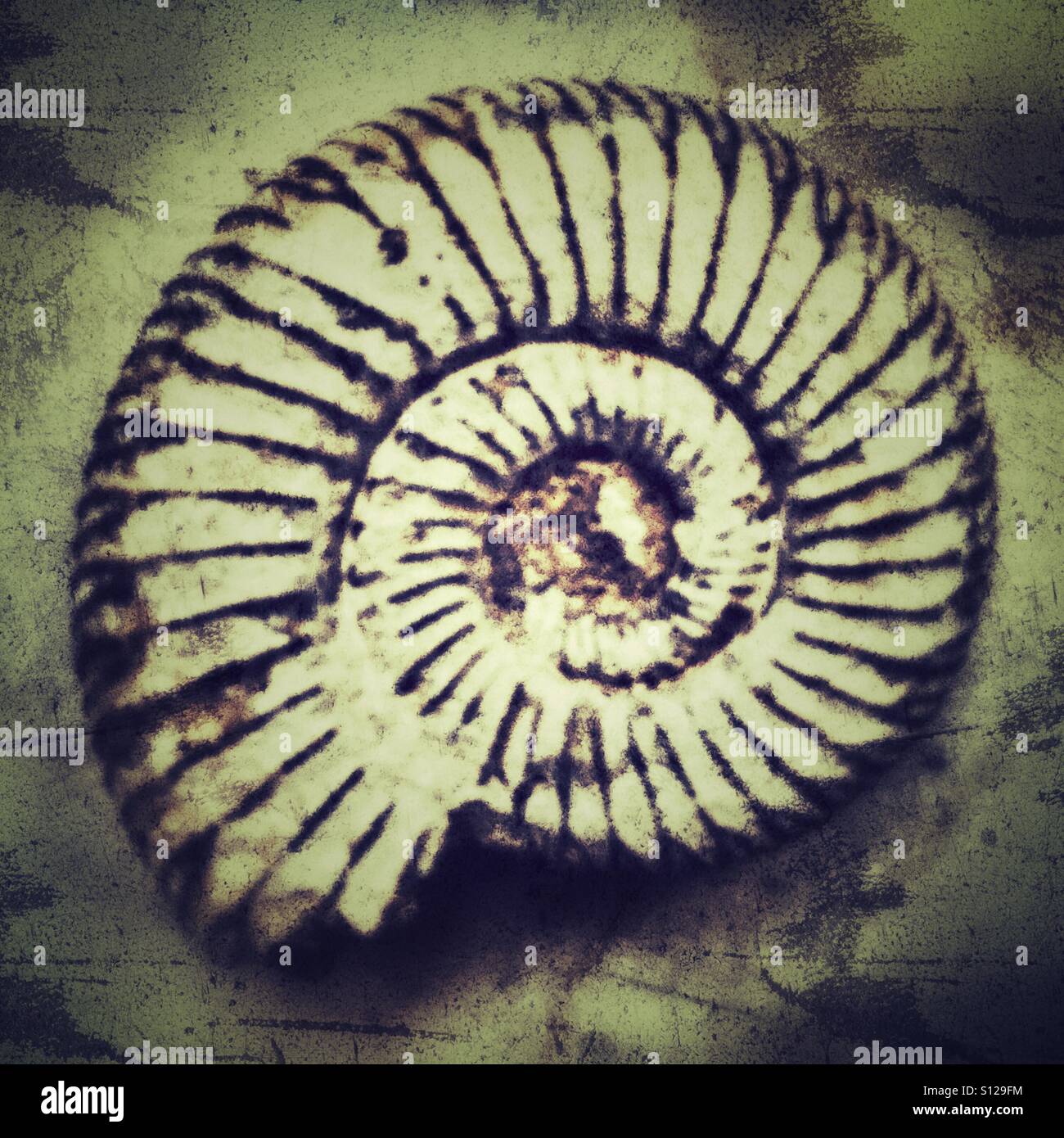 Ammonite fossil Stock Photo