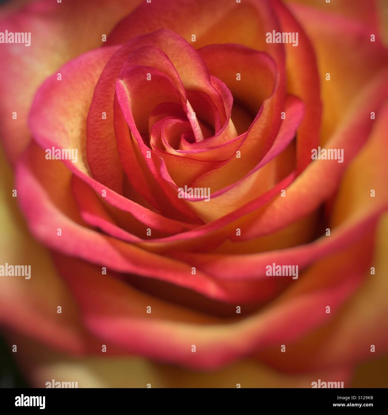 Open Roses Center Rose tinted hi-res stock photography and images - Alamy