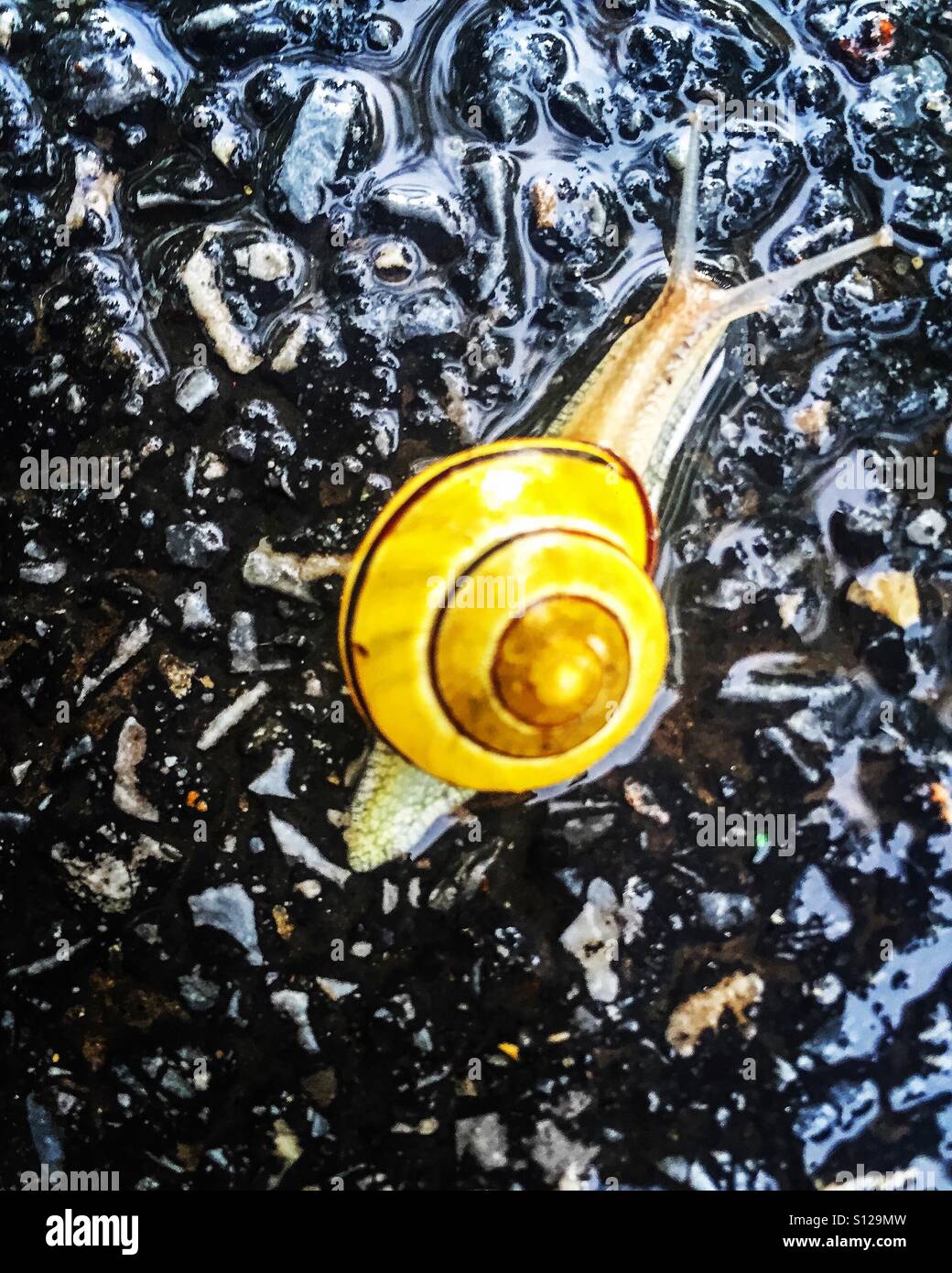 Snail in the rain. Stock Photo