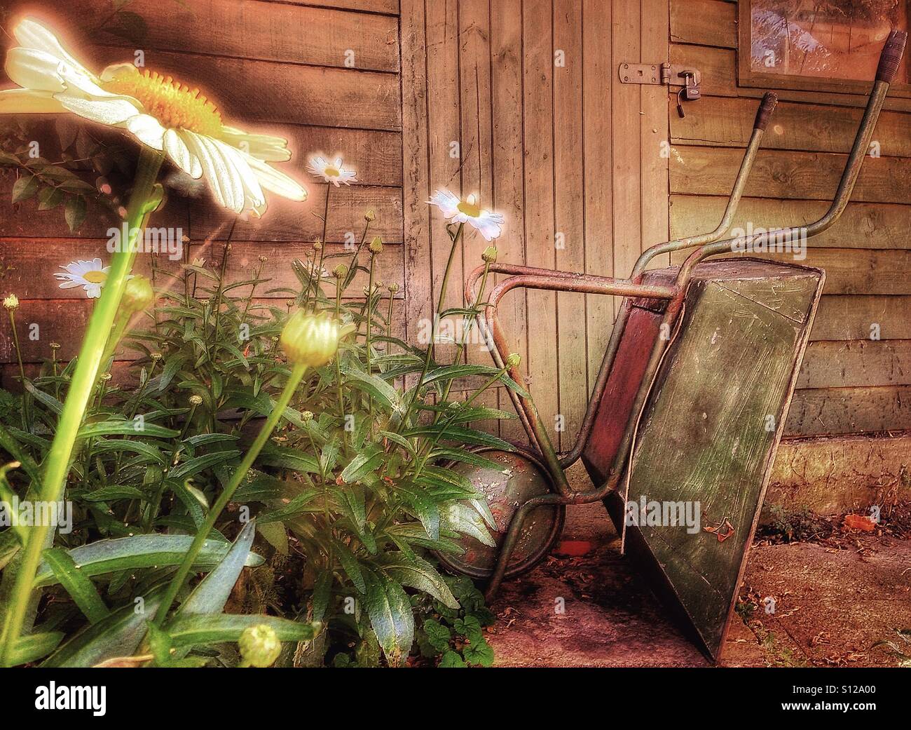 Daisies in the garden. - Smartphone Captured Stock Image