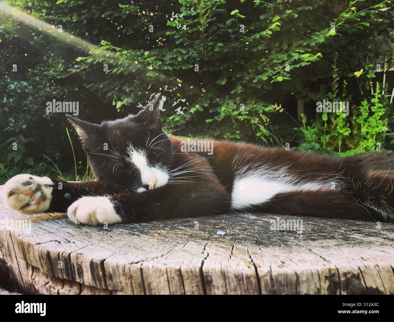 Tuxedo cat sleeping on a tree stump in a sunbeam Stock Photo
