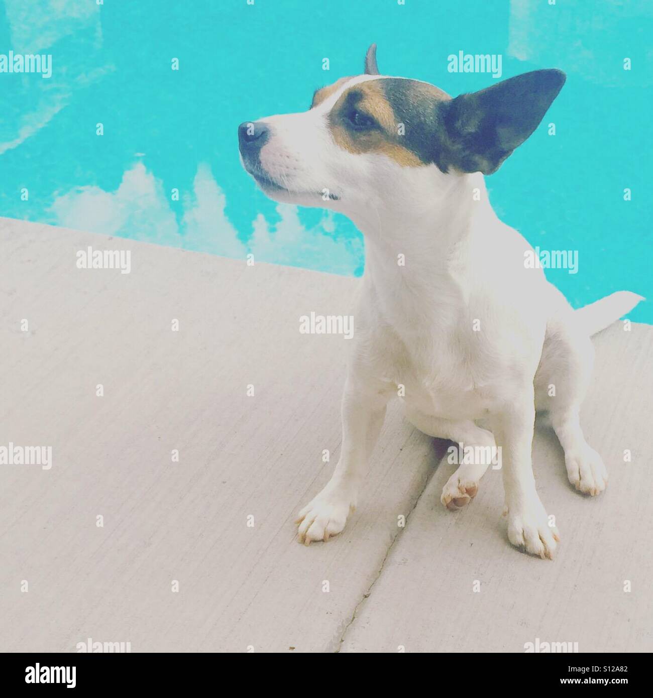 Young small dog sitting next to a swimming pool. Pastel edit. - Smartphone Captured Stock Image