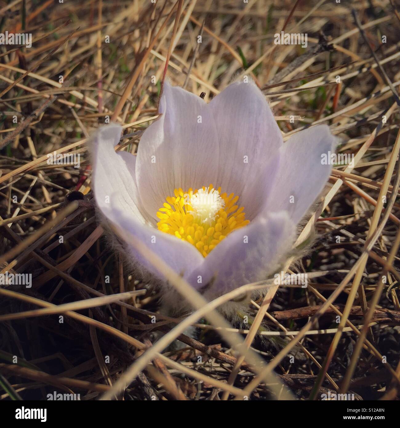 A single crocus blooms in native prairie grass. - Smartphone Captured Stock Image