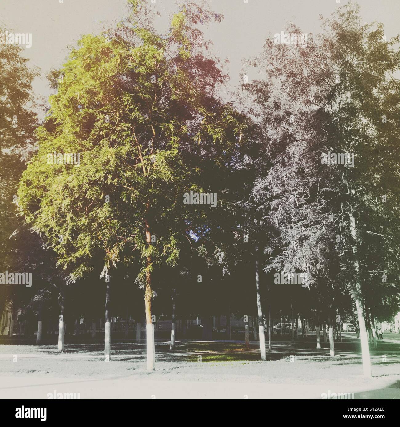 Trees in a city park Stock Photo - Alamy