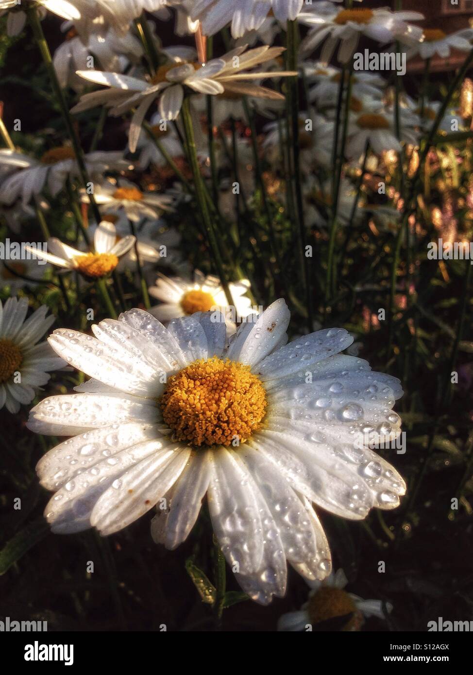 Rain on daisies - Smartphone Captured Stock Image