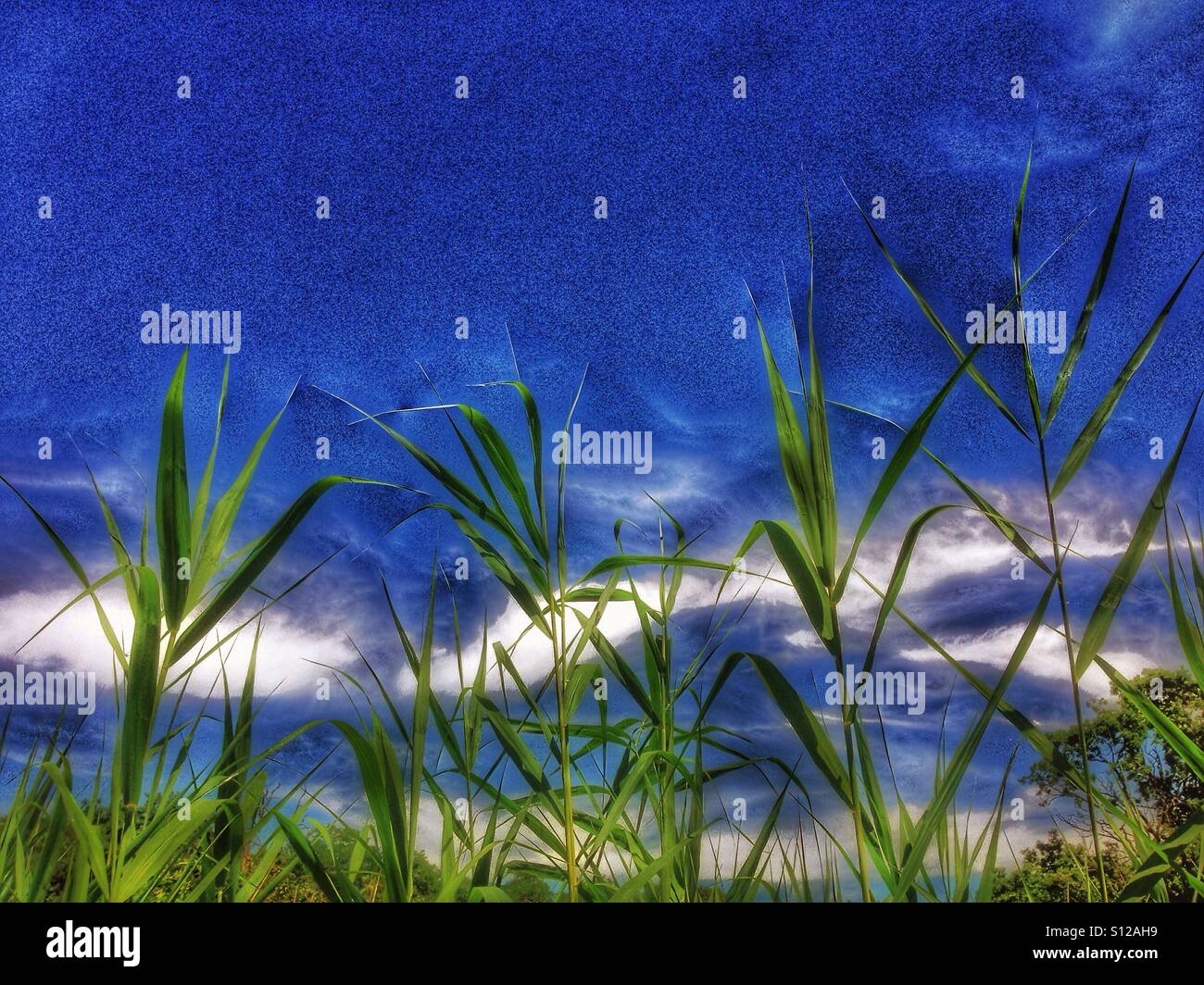 Reeds and a blue sky - Smartphone Captured Stock Image