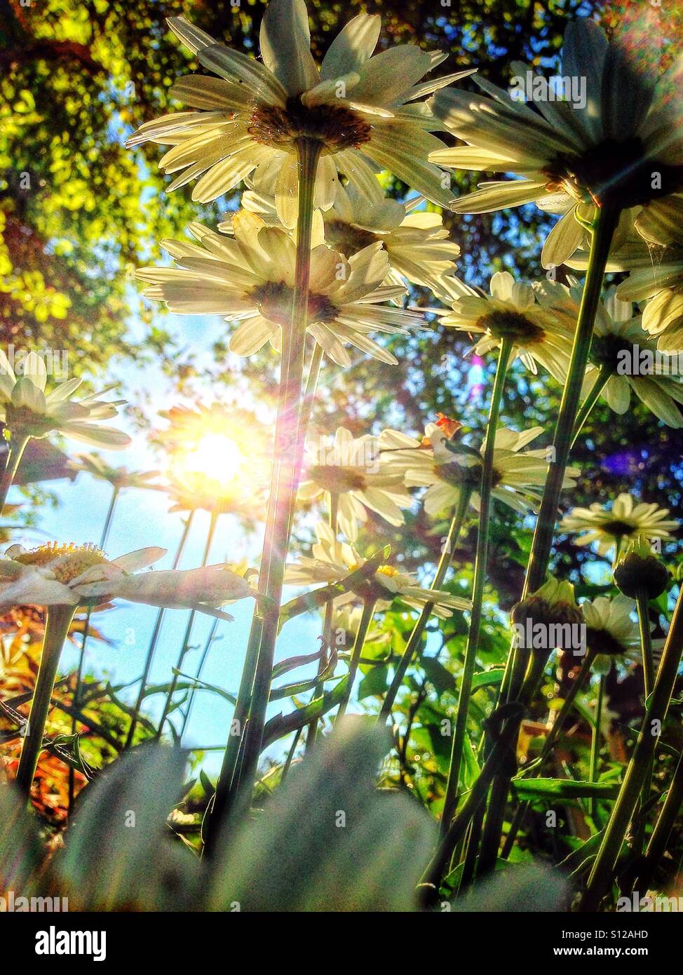 Sunlight through the daisies Stock Photo Alamy