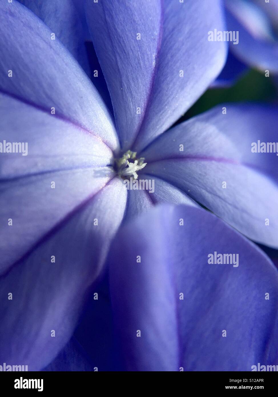 Plumbago blooms - Smartphone Captured Stock Image