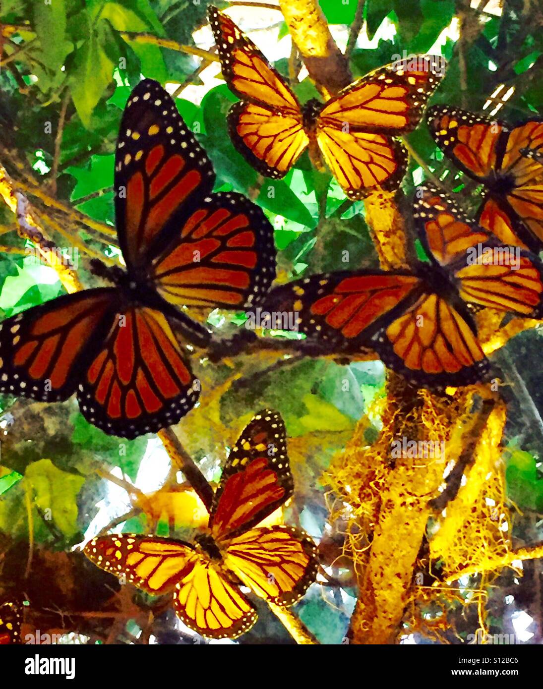 Butterfly exhibit at La Paz Waterfall Parks in Costa Rica Stock Photo