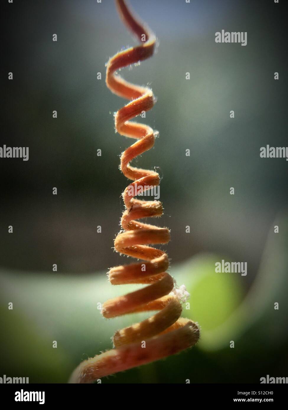 Vine tendril - Smartphone Captured Stock Image