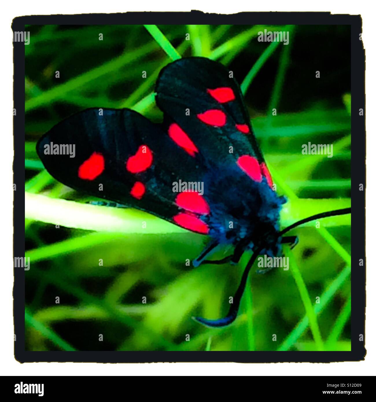 Moth with black and red spotted wings resting on grass Stock Photo