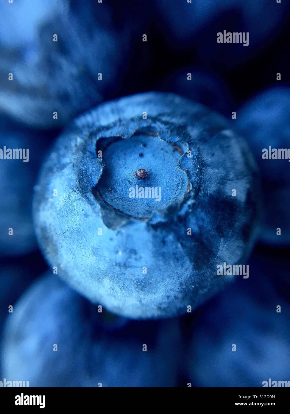 Blueberry macro - Smartphone Captured Stock Image