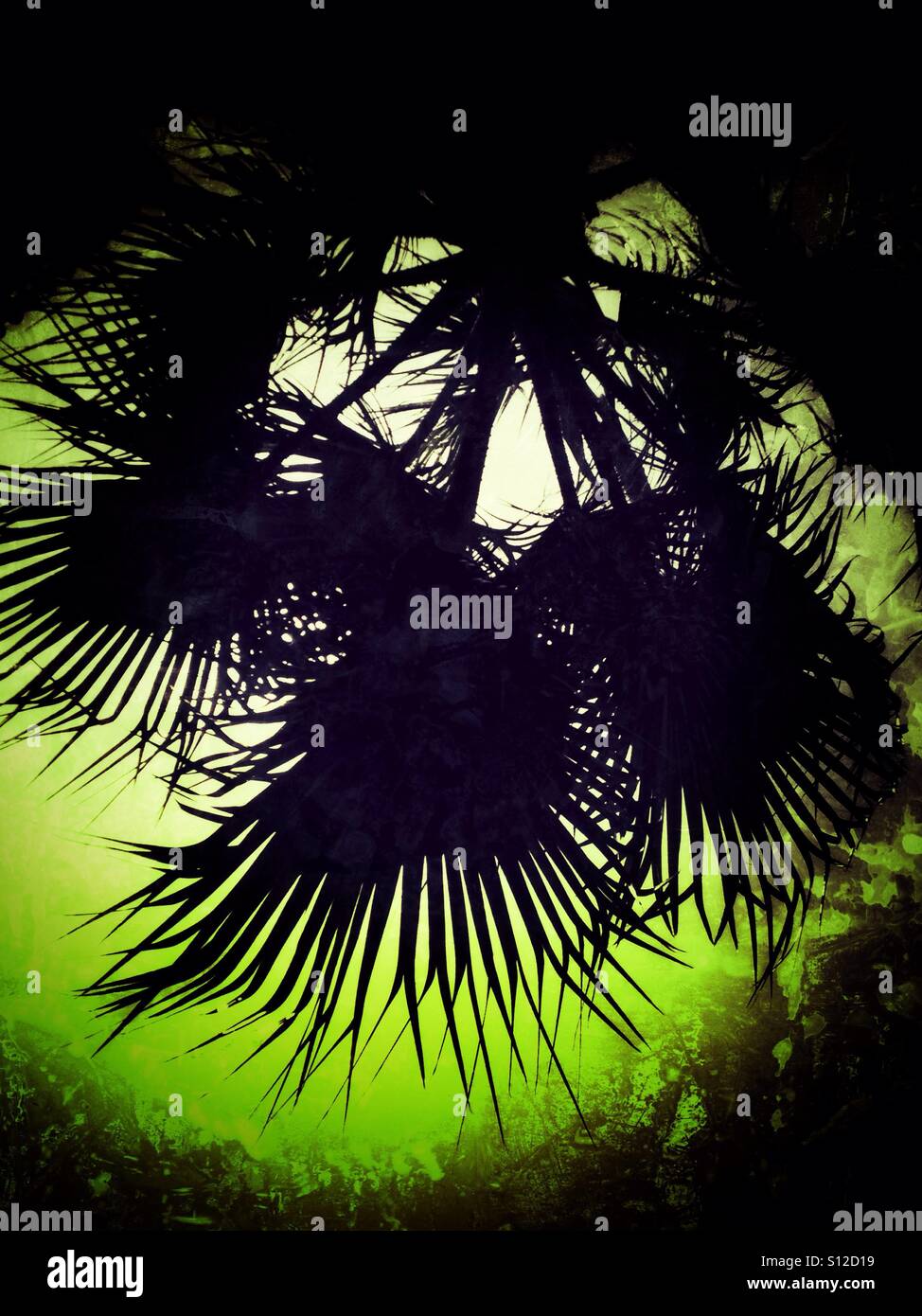 Palm tree fronds against sky - Smartphone Captured Stock Image