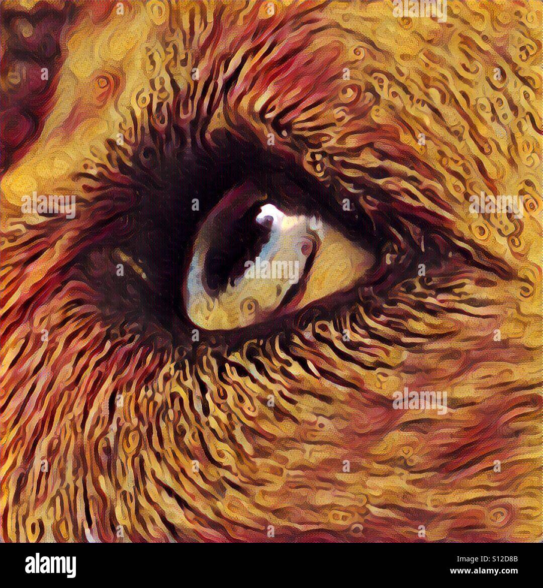 Dog eye looking upward Stock Photo Alamy