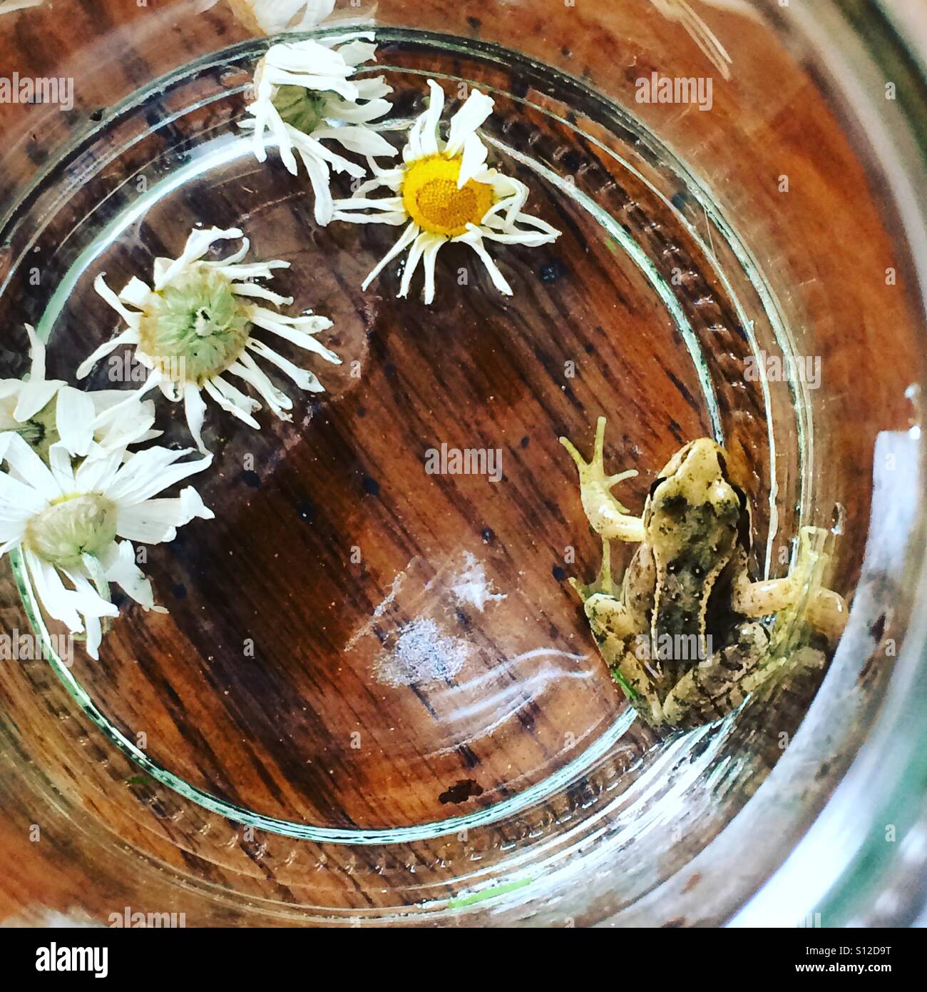 A baby frog in a jar with some camomile heads. The frog was found in a rural garden in Godalming, Surrey, England. - Smartphone Captured Stock Image