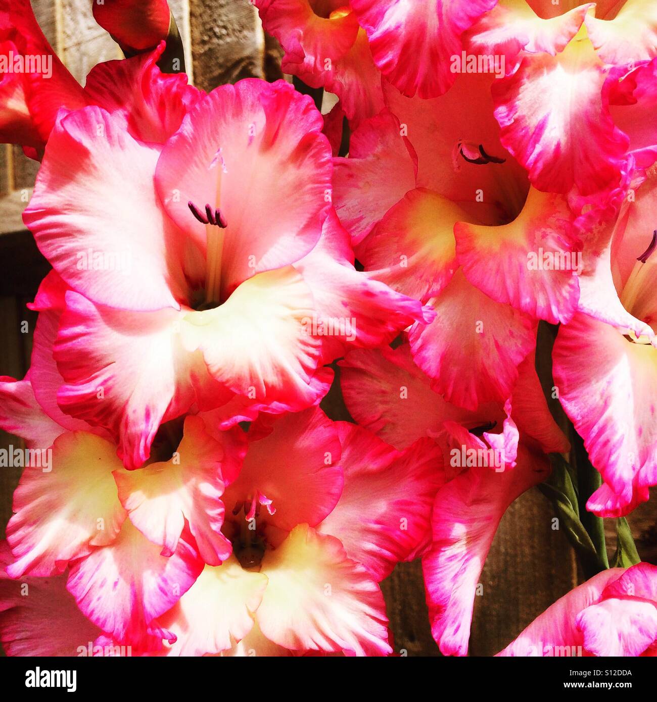 Gladioli blooms in a rural garden in Godalming Surrey. - Smartphone Captured Stock Image