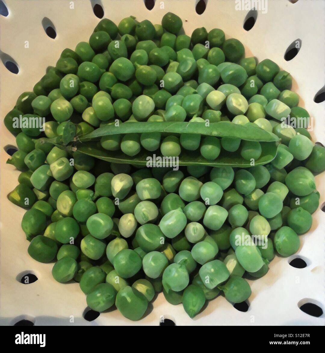 Fresh garden peas - Smartphone Captured Stock Image