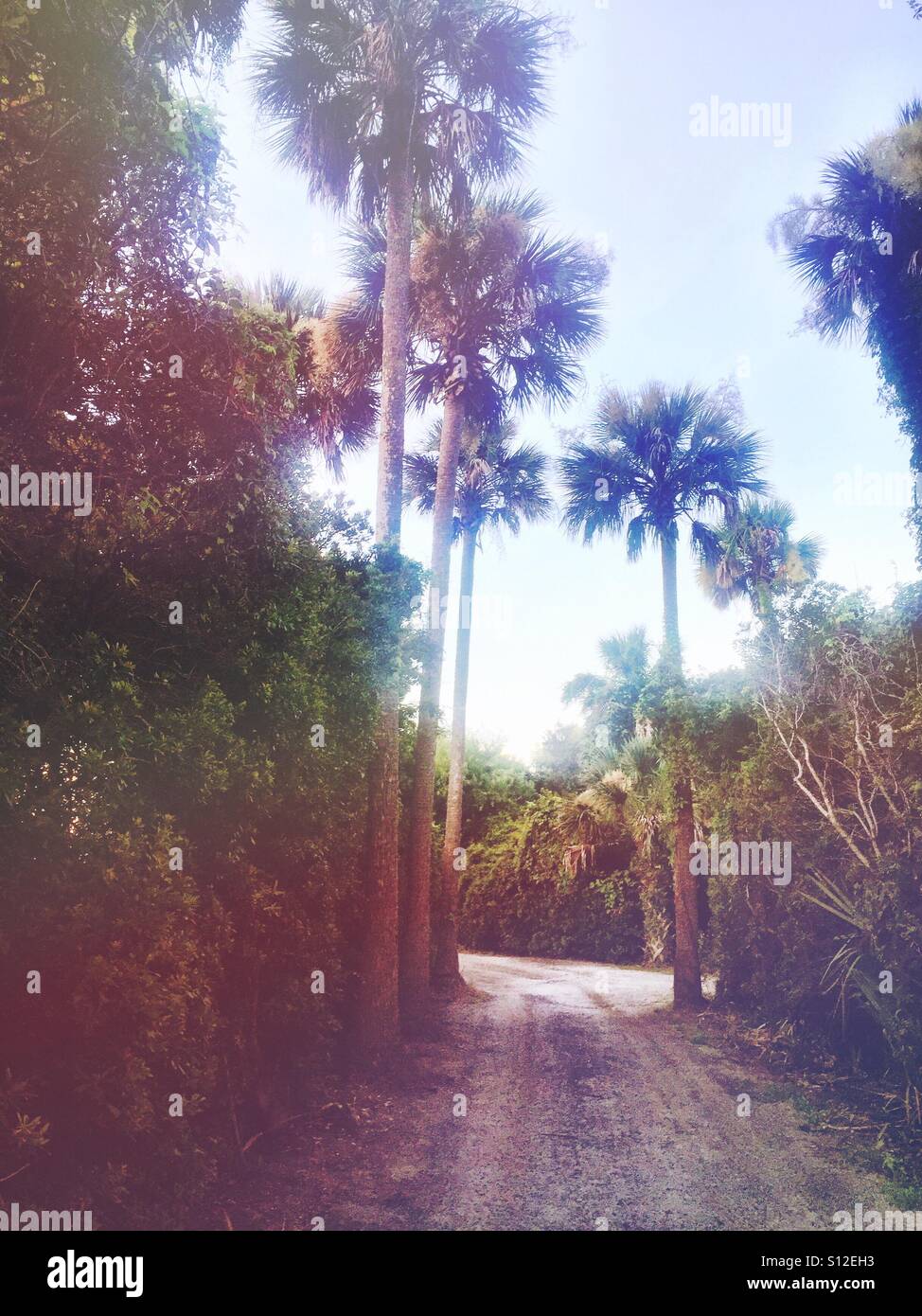 A path through some palmetto trees in the Lowcountry of South Carolina
