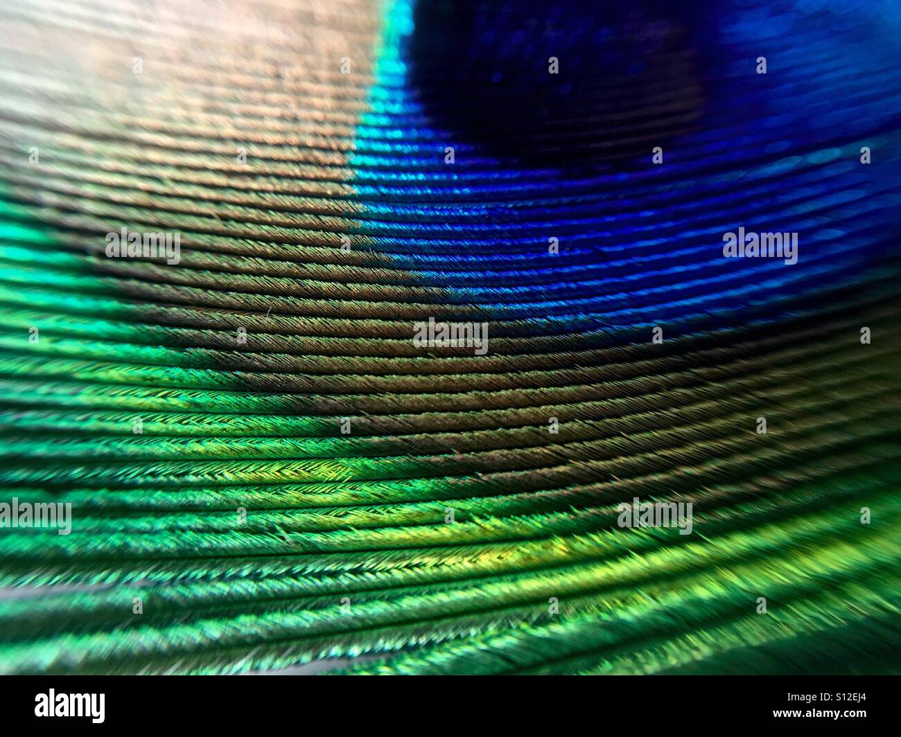 Peacock feather macro Stock Photo