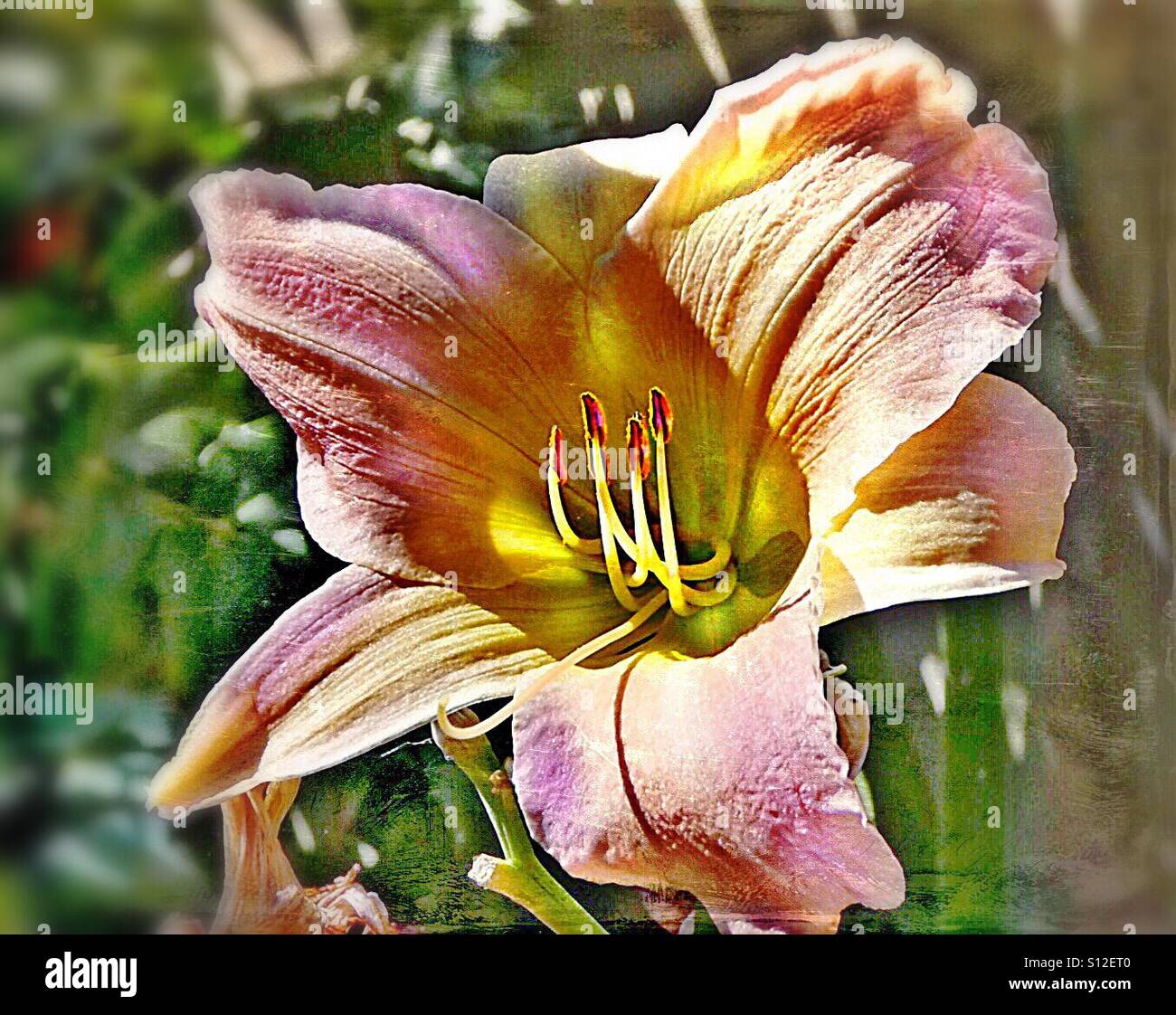 Amaryllis, lily, flower, colours, nature, beauty, sun, light, closeup, Stock Photo
