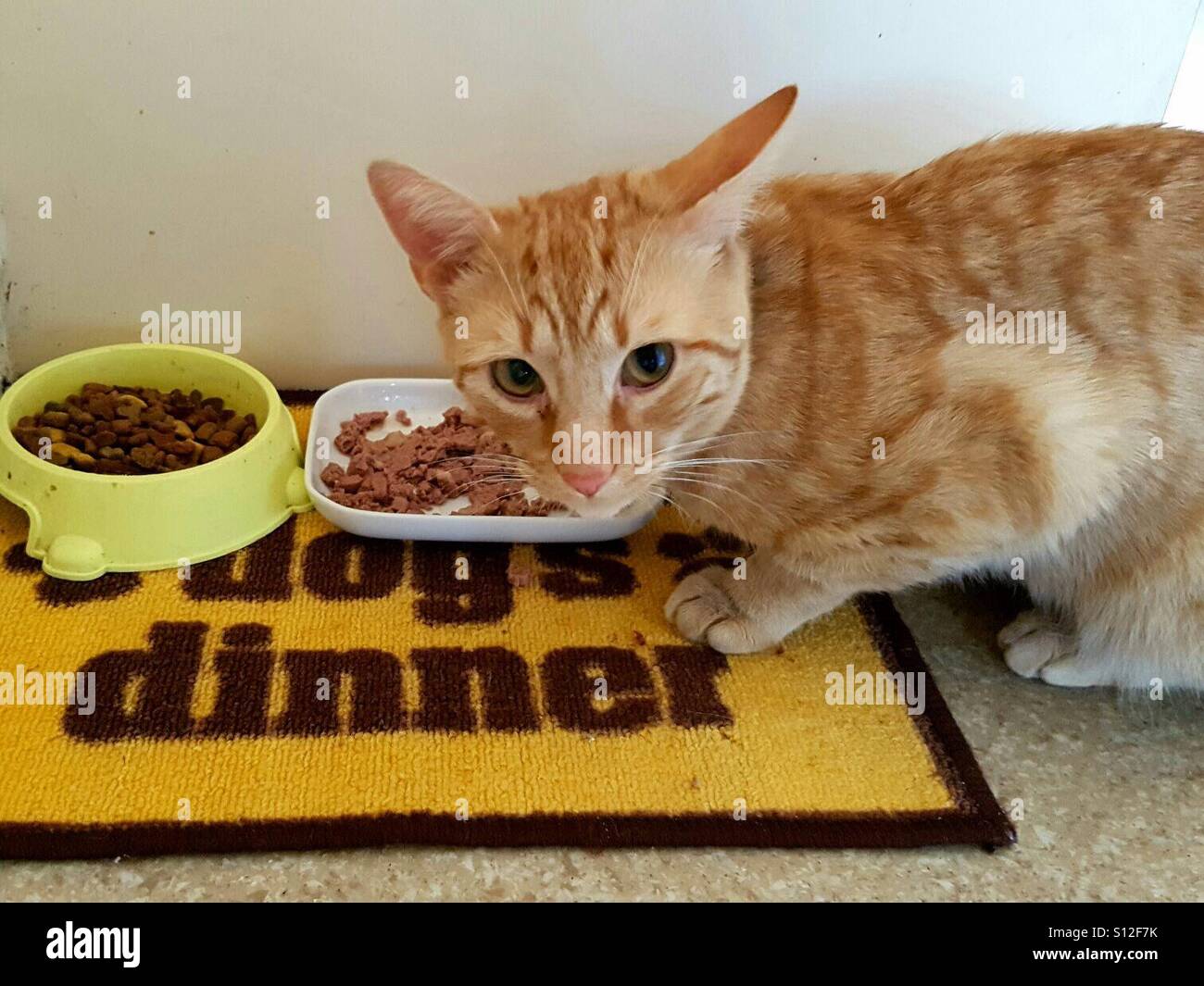 Cat eating the dog's dinner Stock Photo Alamy