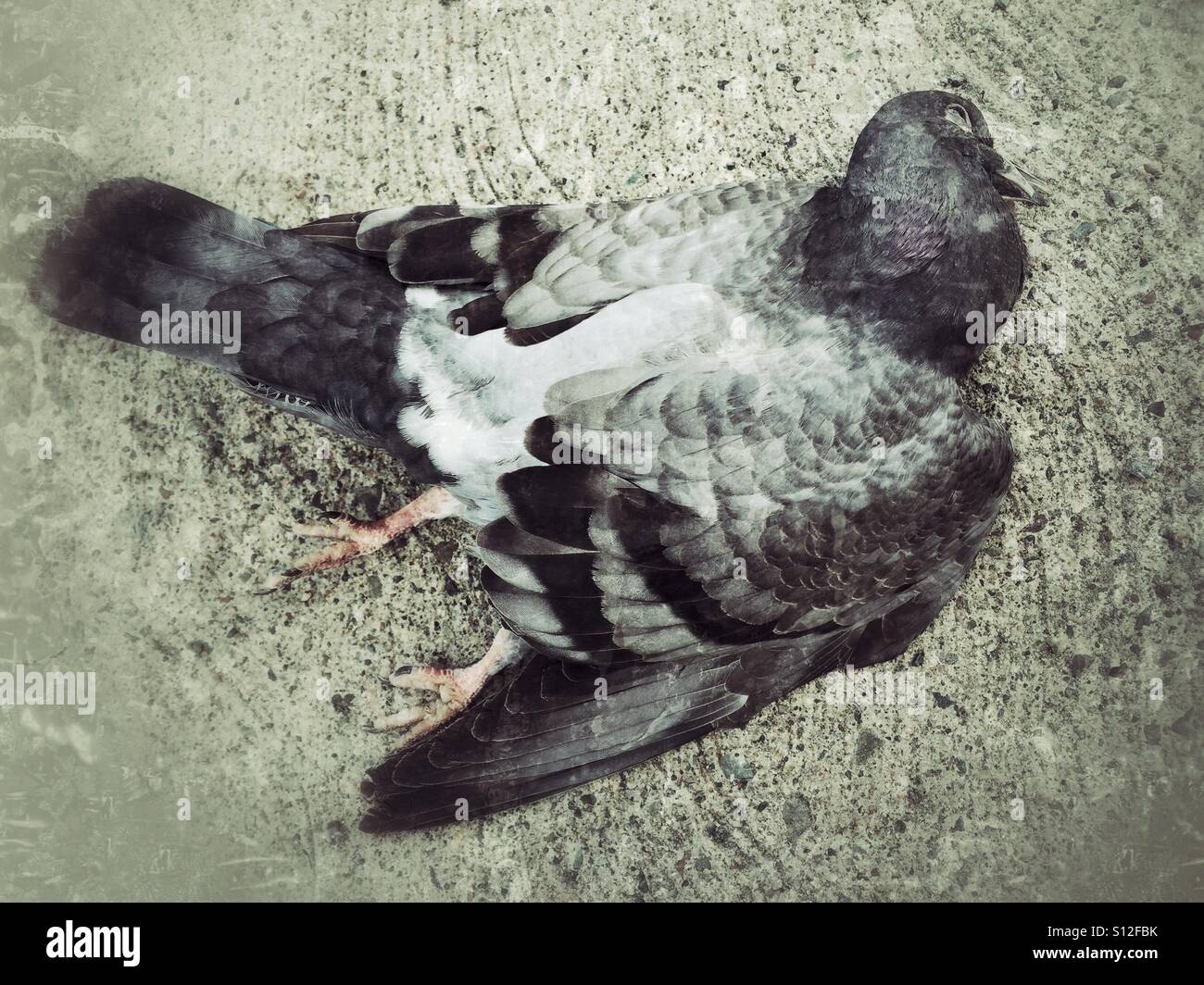 A pigeon found dead on a city sidewalk. Stock Photo