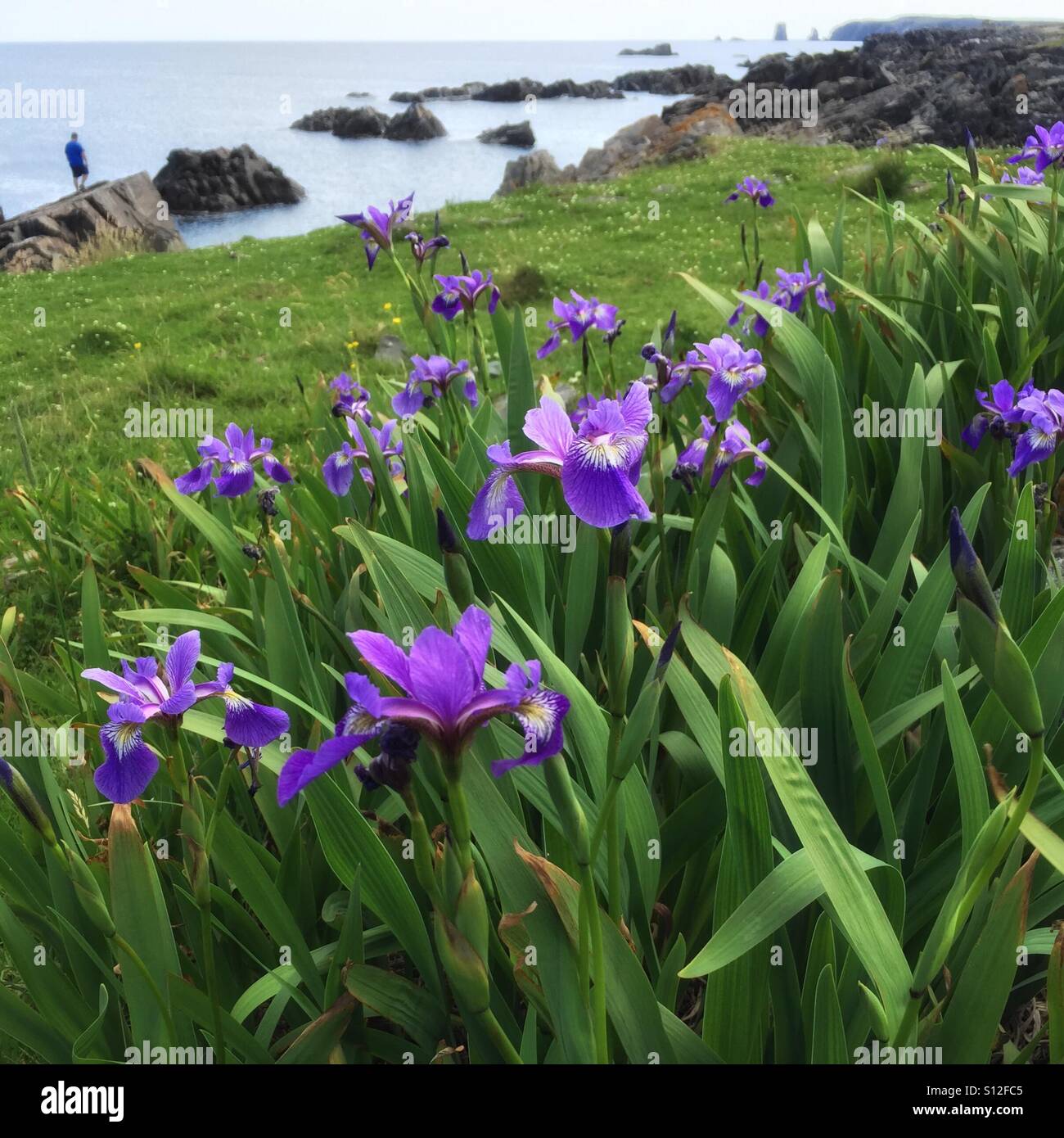 Blue Flag Iris (Iris versicolor) near Dungeon Provincial Park, Bonavista, Newfoundland, Canada. - Smartphone Captured Stock Image