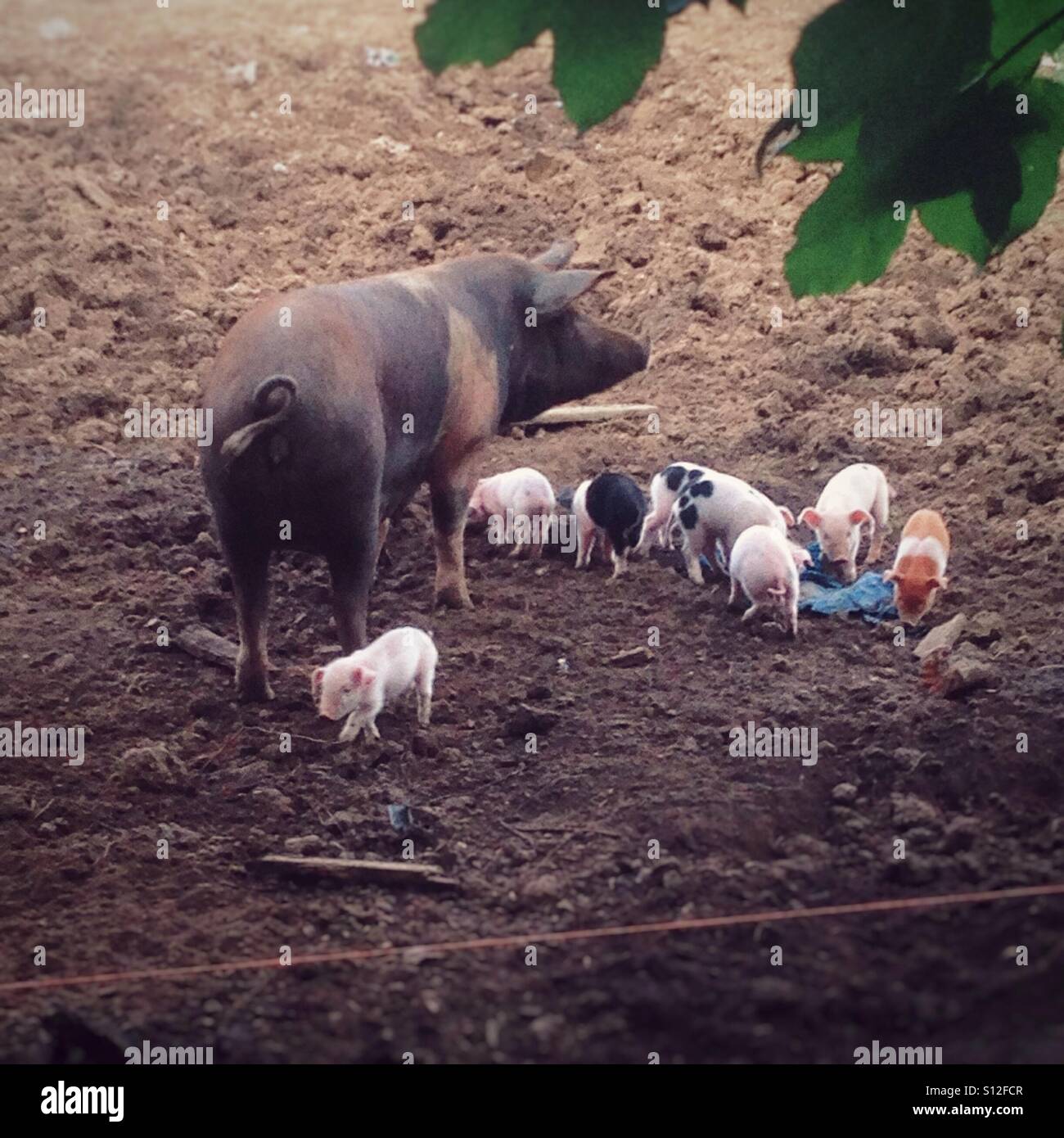 Sow with piglets, Hampshire, England, United Kingdom. - Smartphone Captured Stock Image