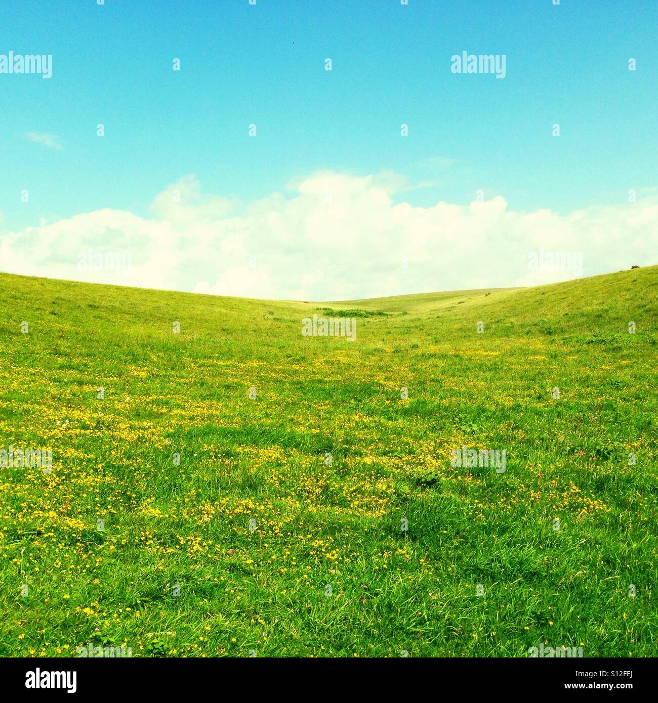 A cloud sandwich - a layer of buttercup spread grass topped with fluffy cloud and blue sky on a summer's day. Stock Photo