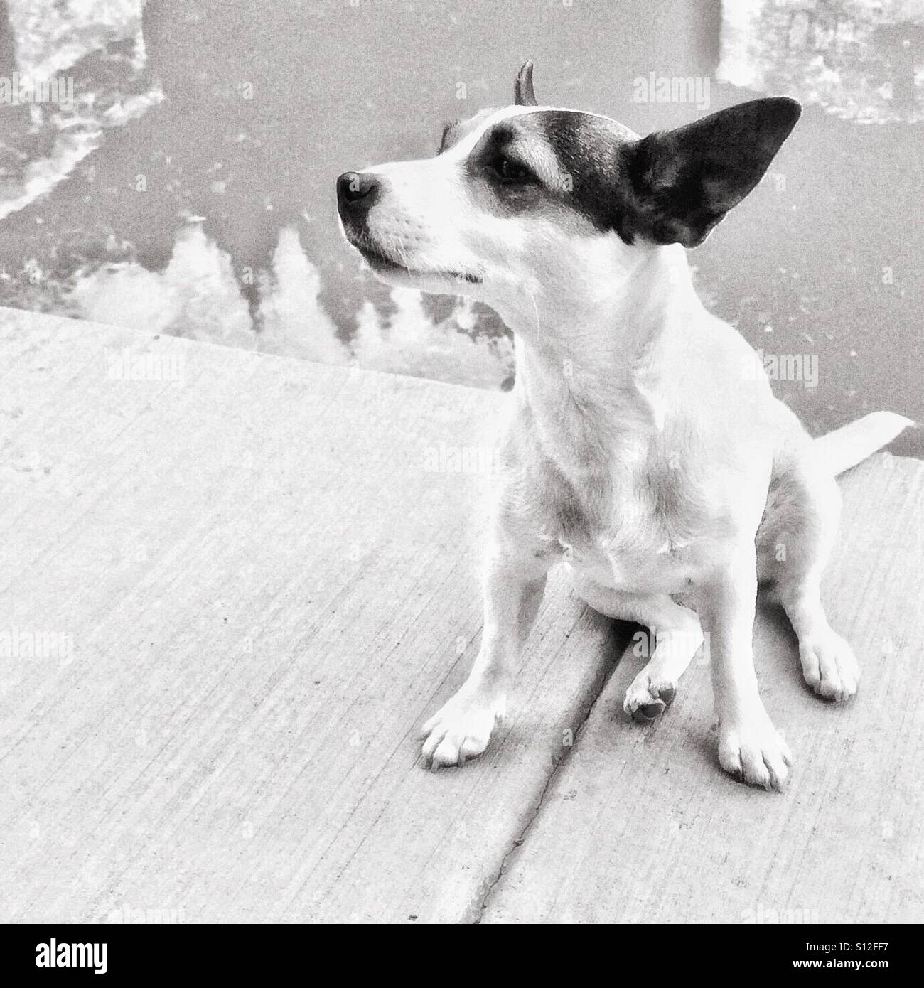 Dog sitting at the edge of swimming pool - Smartphone Captured Stock Image