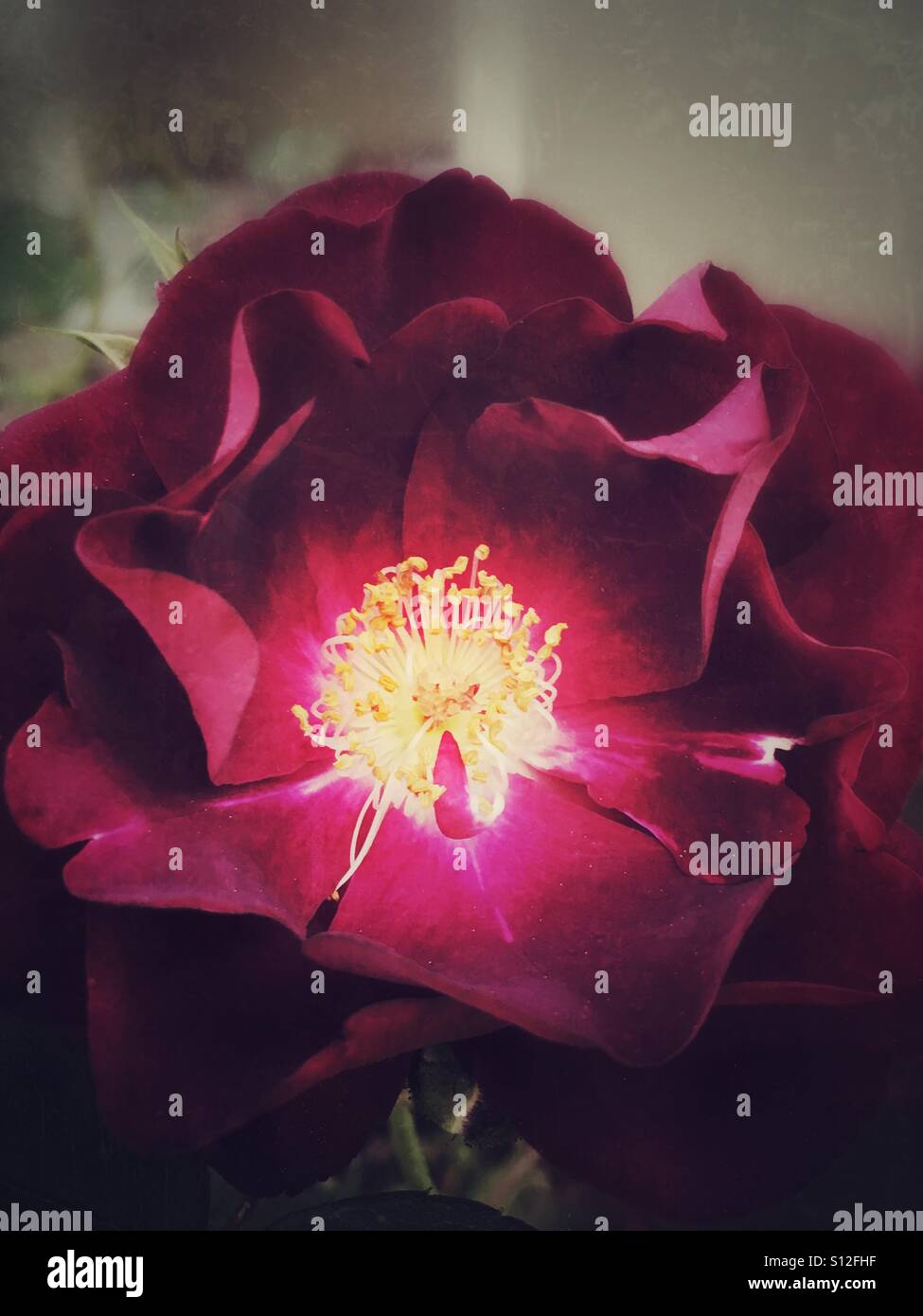 The red rose from a vintage climbing variety. - Smartphone Captured Stock Image