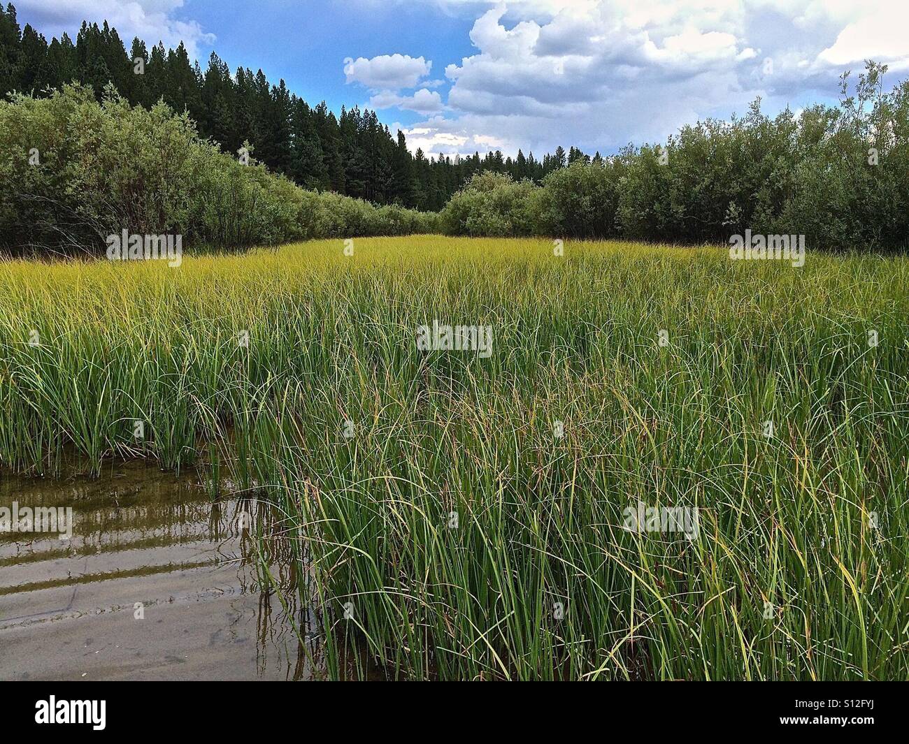 Untouched California high Sierra mountain meadow Stock Photo