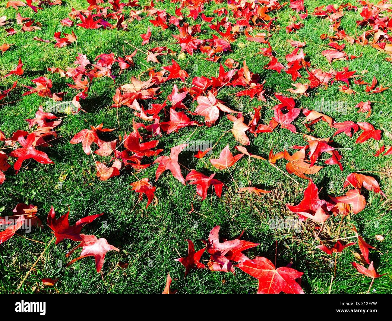 Red leaves of autumn - Smartphone Captured Stock Image
