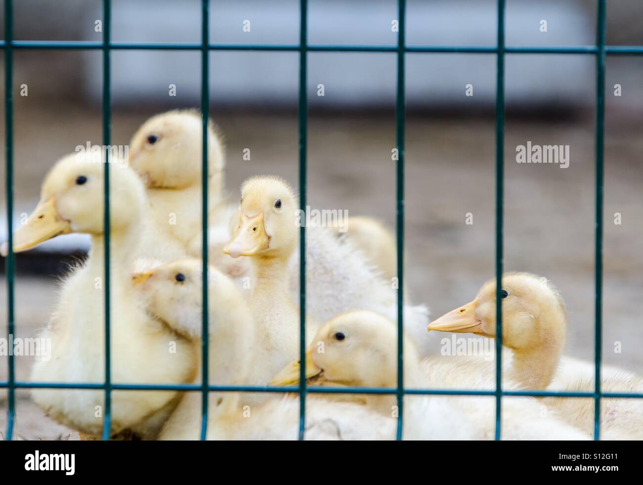 Funny little ducks Stock Photo Alamy
